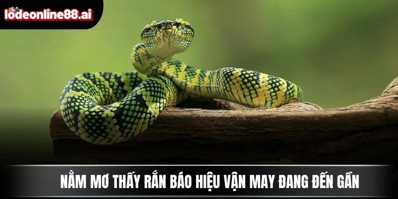 Nằm mơ thấy rắn báo hiệu vận may đang đến gần