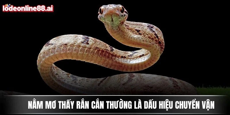 Nằm mơ thấy rắn cắn thường là dấu hiệu chuyển vận