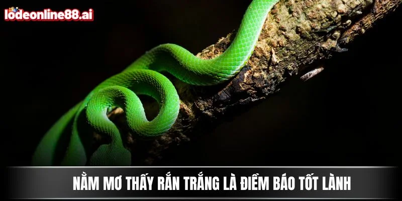 Nằm mơ thấy rắn trắng là điềm báo tốt lành