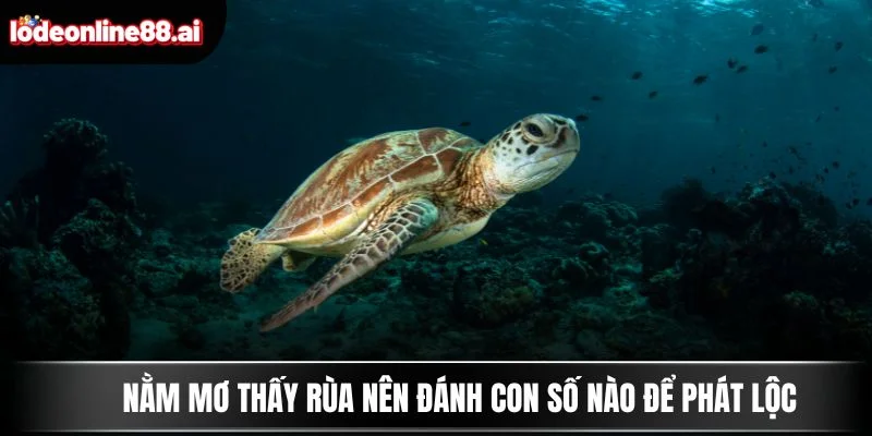 Nằm mơ thấy rùa nên đánh con số nào để phát lộc